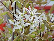 220px-Amelanchier_grandiflora2.jpg