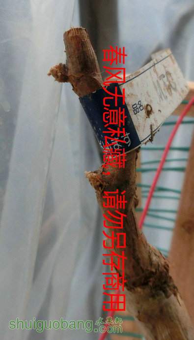 ѿۿʼ.jpg