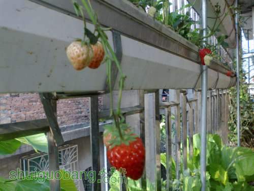 201204031466.jpg