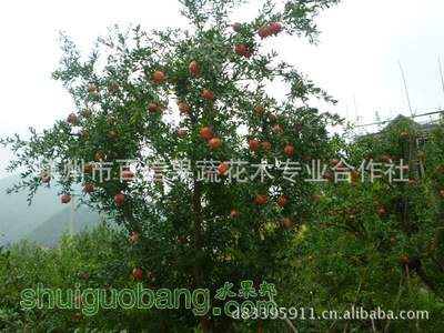 t012d5e29c5a472eb54.jpg
