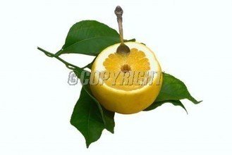 t013009636de36a9e4e.jpg