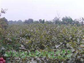 t01bef9d4041dca0e84.jpg