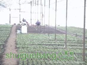 t01c474ef4cb3fb7644.jpg