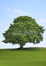 t0155a8d256e72fa426.jpg