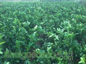 t01197aae943f6cb424.jpg