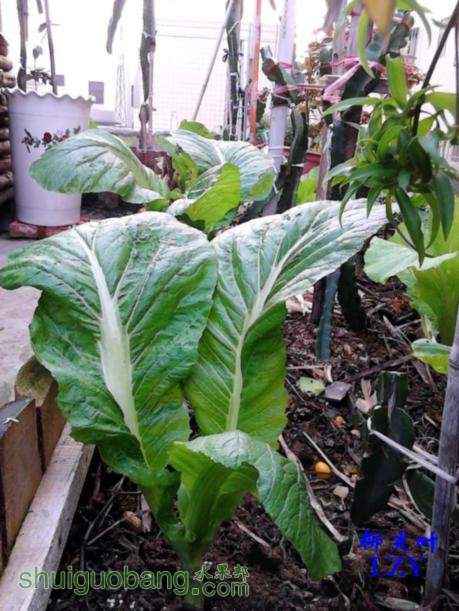 冬眠期间,你们的火龙果池(盆)都种些什么?