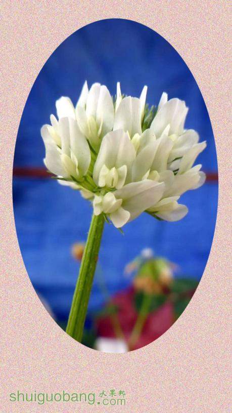 冬眠期间,你们的火龙果池(盆)都种些什么?