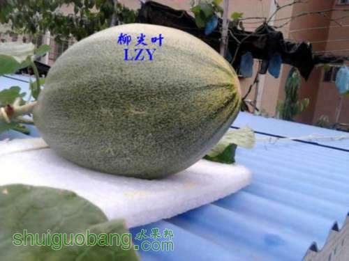 冬眠期间,你们的火龙果池(盆)都种些什么?