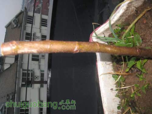 ��ϵ�������Ƚ�׳��