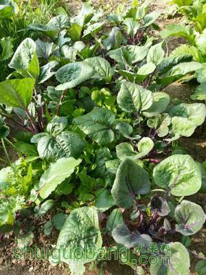 1388234811.jpg