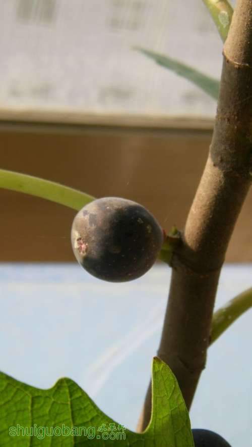 nEO_IMG_100_2310.jpg