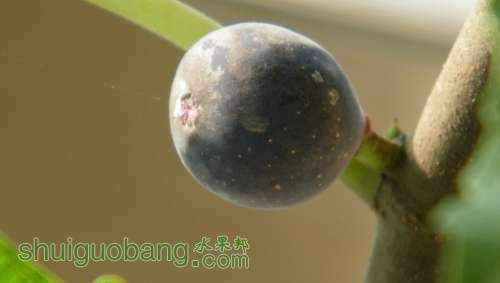 nEO_IMG_100_2311.jpg