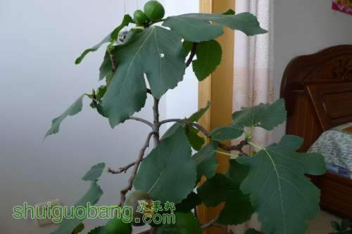 wuhuaguo01.jpg