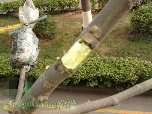 Ƭ-0186_.jpg