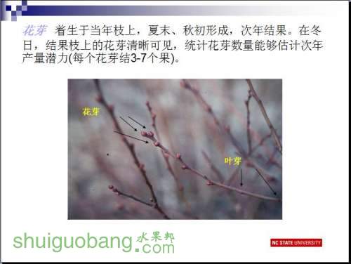 ݮֲ (20).JPG