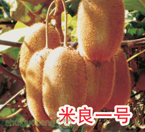 2010112916716671.gif