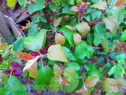 �Լ�������Ƭ 244.jpg