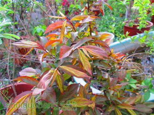 �Լ�������Ƭ 053.jpg