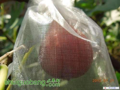 203838gulg3xxj3assgrid.jpg