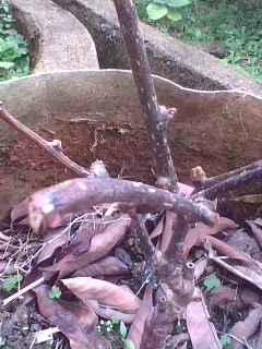 img0210_113029086.jpg