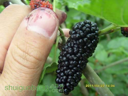 С SI852909.JPG