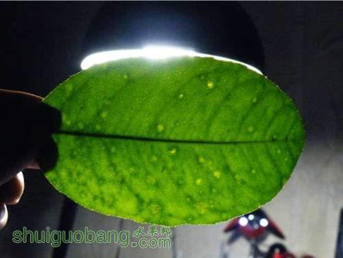 Ҷ�ӳ��ְߵ� Ҳ��֪��ʲôԭ��
