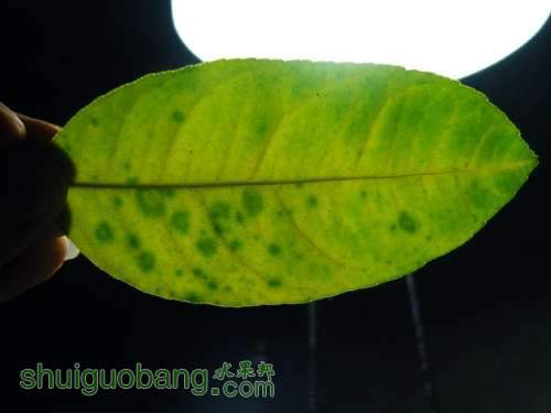 Ҷ�ӳ��ְߵ� Ҳ��֪��ʲôԭ��