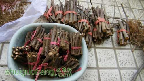 nEO_IMG_100_3809.jpg