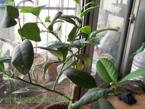 Ƭ 015.jpg