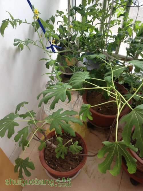 ������Ƭ 018_conew1.jpg