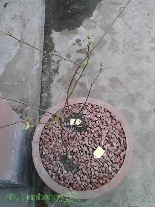 ൺѿ