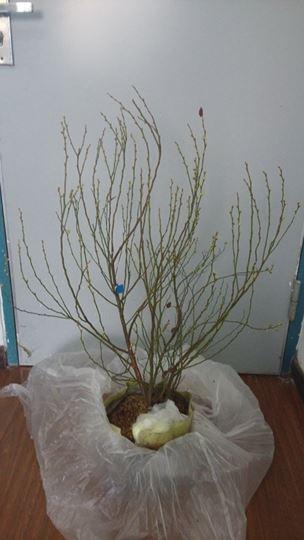 IMG_20140320_124915.jpg