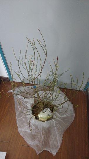 IMG_20140320_124933.jpg
