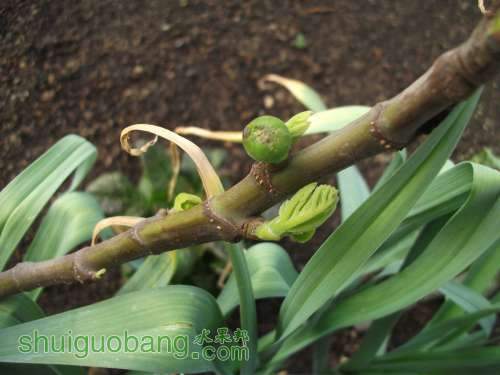 Ƭ 096.jpg