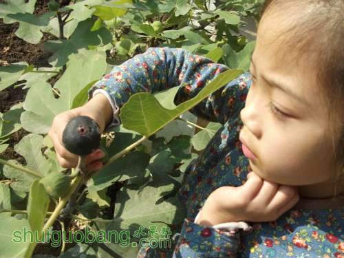 Ƭ 033.jpg