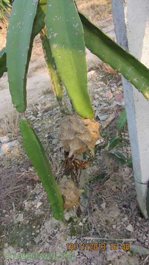 IMG_0914.JPG
