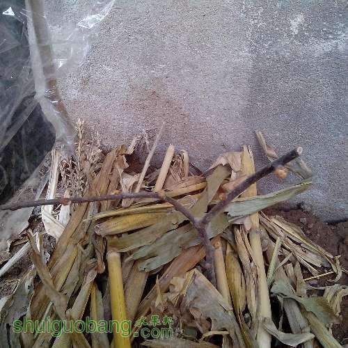 圣杰买的猕猴桃发芽了