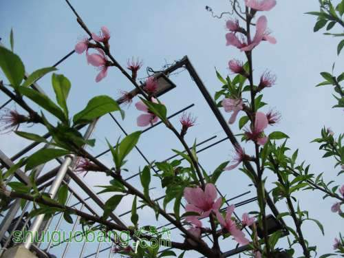 Ƭ 008.jpg