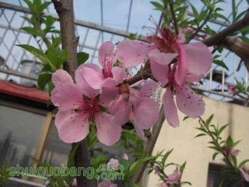 Ƭ 009.jpg