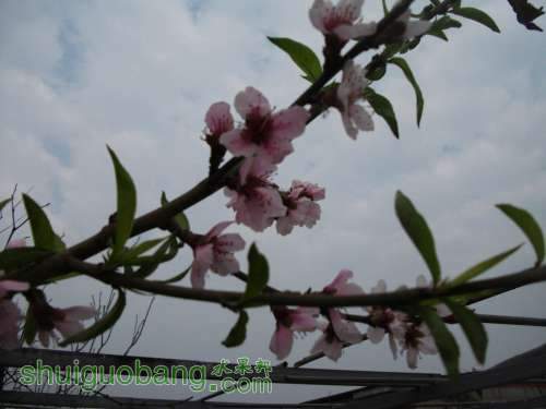 Ƭ 018.jpg