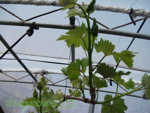 Ƭ 022.jpg