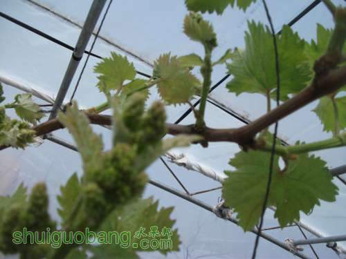 Ƭ 024.jpg