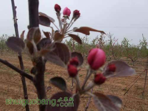 2014硢ɫ֮״ 012.jpg