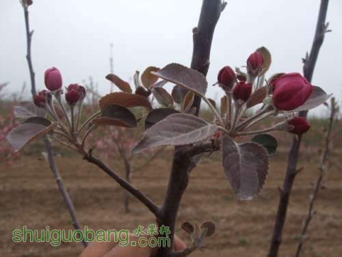 2014硢ɫ֮״ 013.jpg
