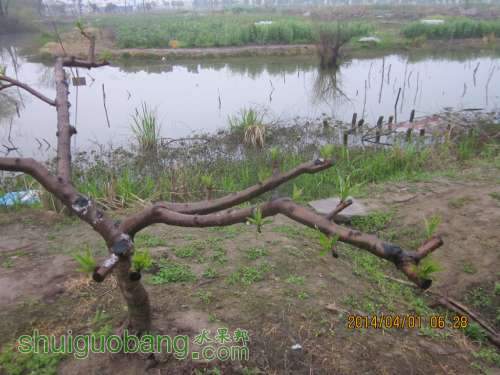 Ƭ 014.jpg