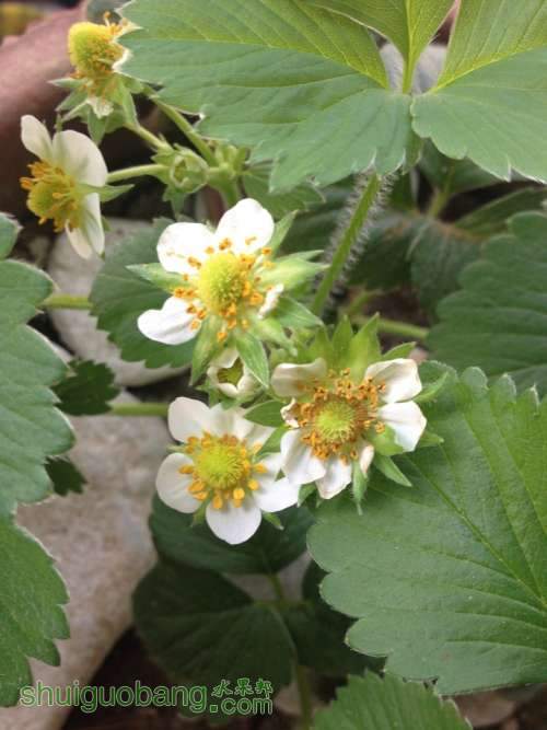 ��Ƭ 045_conew1.jpg