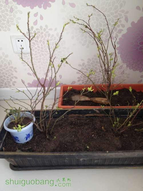 淘宝山东果木基地买的苗 发货地还是江苏宿迁