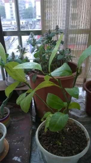 WP_20140401_003.jpg