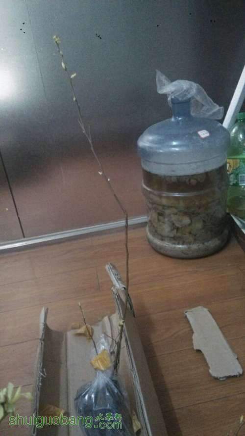 ݮ5.jpg