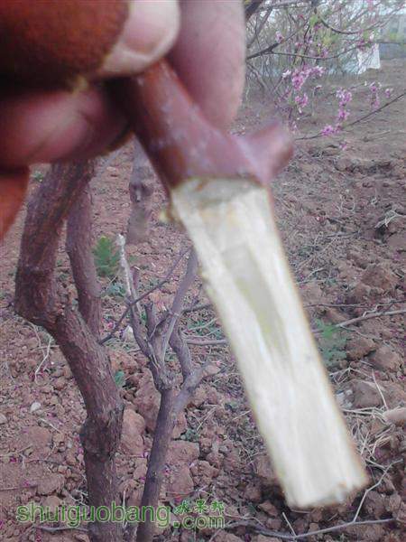 IMG_20140402_172943 (����).jpg